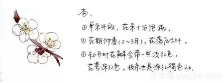 桃花，杏花，櫻花，梨花，李花，海棠花傻傻分不清？(圖5)