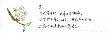 桃花，杏花，櫻花，梨花，李花，海棠花傻傻分不清？(圖2)