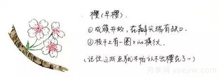 桃花，杏花，櫻花，梨花，李花，海棠花傻傻分不清？(圖7)