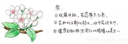 桃花，杏花，櫻花，梨花，李花，海棠花傻傻分不清？(圖3)