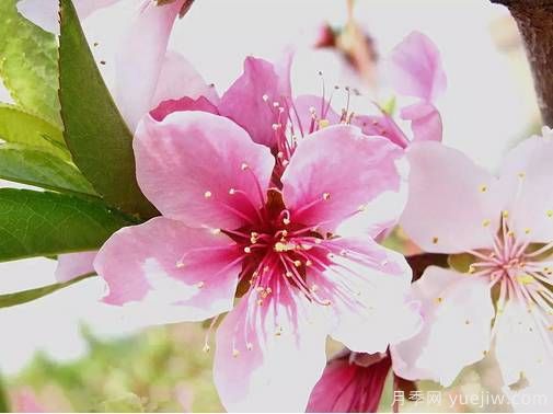 桃花，杏花，櫻花，梨花，李花，海棠花傻傻分不清？(圖8)