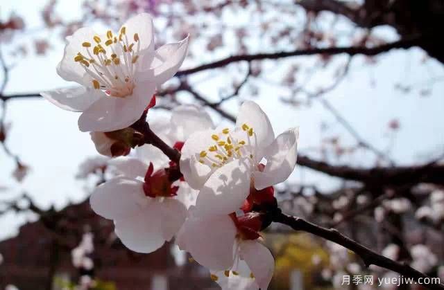 桃花，杏花，櫻花，梨花，李花，海棠花傻傻分不清？(圖20)