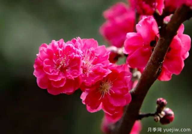 桃花，杏花，櫻花，梨花，李花，海棠花傻傻分不清？(圖18)