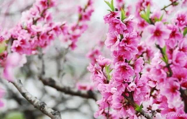 桃花，杏花，櫻花，梨花，李花，海棠花傻傻分不清？(圖19)
