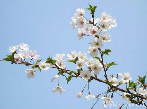 桃花，杏花，櫻花，梨花，李花，海棠花傻傻分不清？(圖17)