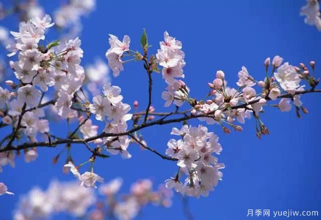 桃花，杏花，櫻花，梨花，李花，海棠花傻傻分不清？(圖21)