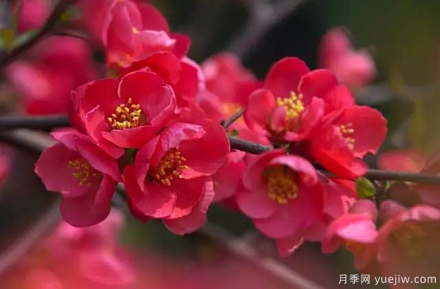 桃花，杏花，櫻花，梨花，李花，海棠花傻傻分不清？(圖24)