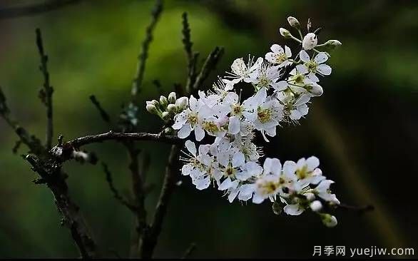 桃花，杏花，櫻花，梨花，李花，海棠花傻傻分不清？(圖22)