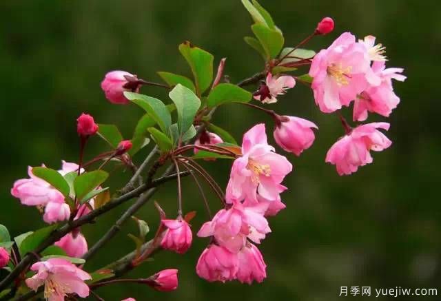 桃花，杏花，櫻花，梨花，李花，海棠花傻傻分不清？(圖23)