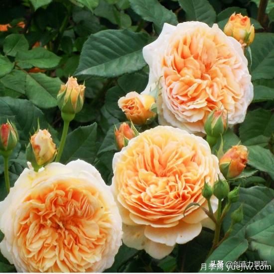 分享15個(gè)浪漫又美麗的月季品種，詩(shī)意醉人(圖6)