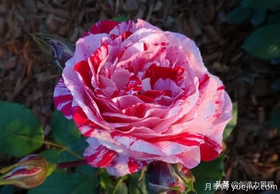 分享15個(gè)浪漫又美麗的月季品種，詩(shī)意醉人(圖11)