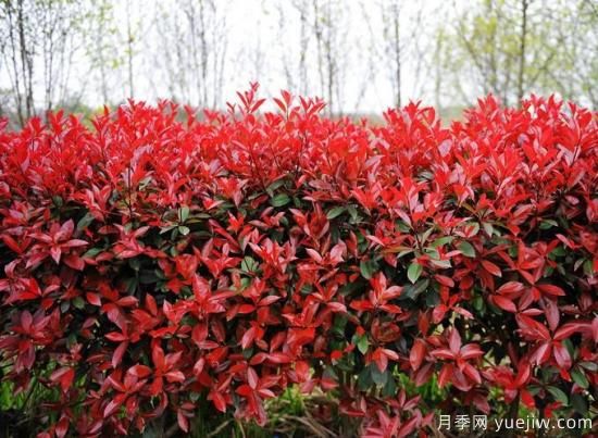 如何區(qū)分紅葉石楠品種？(圖1)