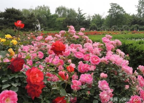 適合園藝新人的4款盆栽月季，花美花期長(zhǎng)(圖1)