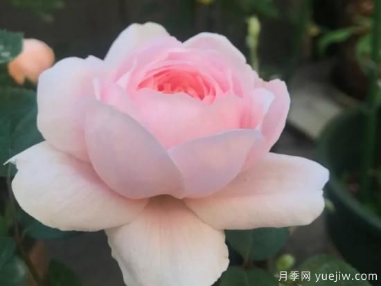 適合園藝新人的4款盆栽月季，花美花期長(zhǎng)(圖2)