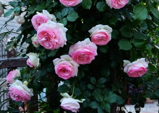 適合園藝新人的4款盆栽月季，花美花期長(zhǎng)(圖3)
