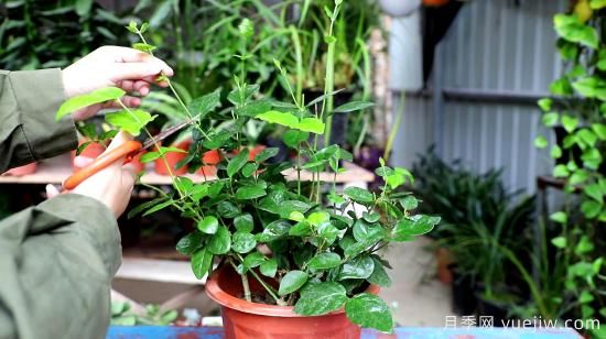 養(yǎng)花有三忌，實(shí)用易上手，養(yǎng)花也沒(méi)那么難(圖1)