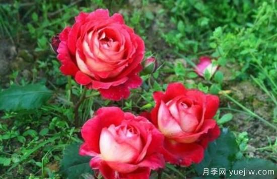 分享香味濃郁的10個(gè)月季花品種，皮實(shí)好養(yǎng)顏值高(圖1)