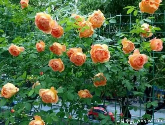 分享香味濃郁的10個(gè)月季花品種，皮實(shí)好養(yǎng)顏值高(圖7)