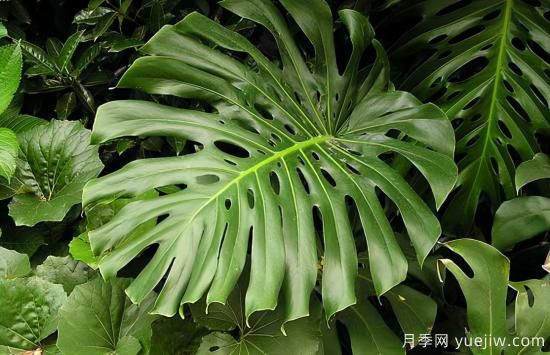 十大吸甲醛植物，你家養(yǎng)過哪幾種？(圖1)