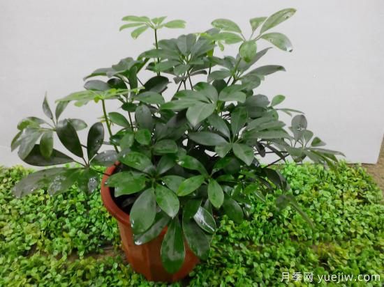 十大吸甲醛植物，你家養(yǎng)過哪幾種？(圖2)