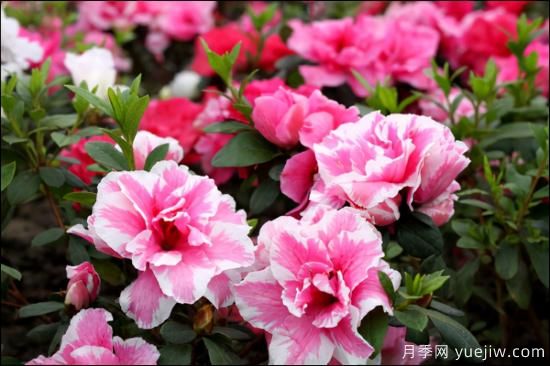 十大吸甲醛植物，你家養(yǎng)過哪幾種？(圖3)