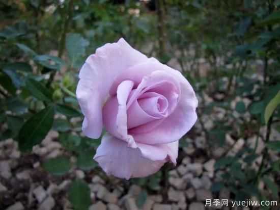 大花香水月季的養(yǎng)護方法，分享10種花香飄滿屋(圖3)