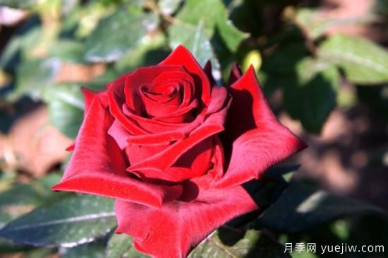 大花香水月季的養(yǎng)護方法，分享10種花香飄滿屋(圖4)
