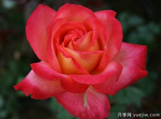 大花香水月季的養(yǎng)護方法，分享10種花香飄滿屋(圖6)