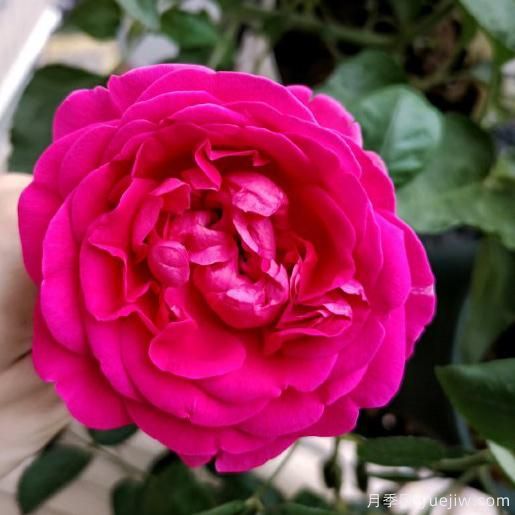 大花香水月季的養(yǎng)護方法，分享10種花香飄滿屋(圖7)