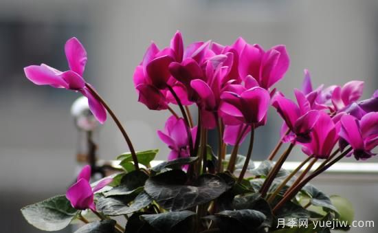 十大吸甲醛植物，你家養(yǎng)過哪幾種？(圖4)