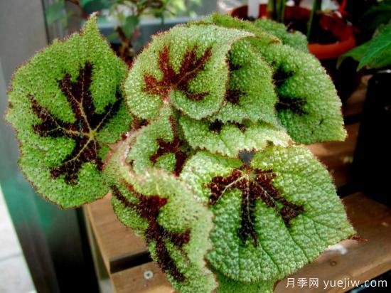 十大吸甲醛植物，你家養(yǎng)過哪幾種？(圖5)