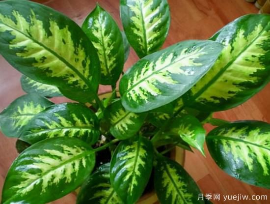 十大吸甲醛植物，你家養(yǎng)過哪幾種？(圖6)