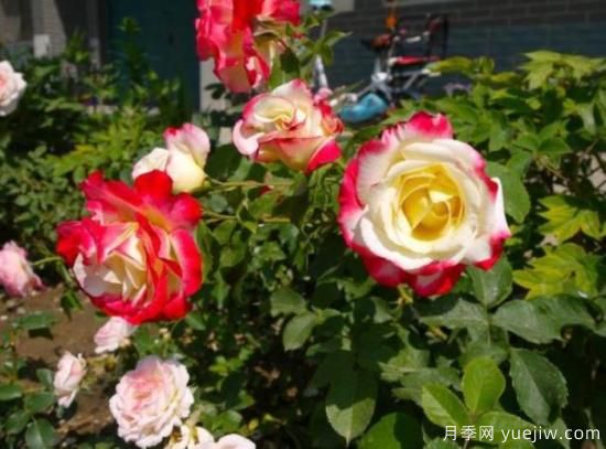 分享香味濃郁的10個(gè)月季花品種，皮實(shí)好養(yǎng)顏值高(圖10)
