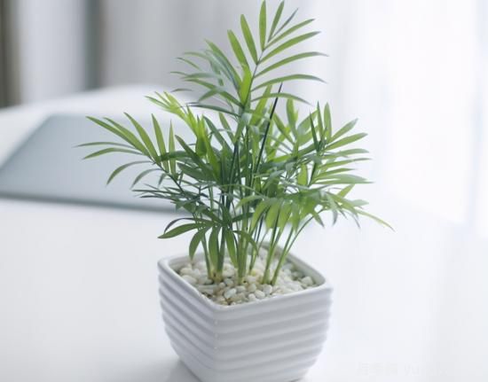 十大吸甲醛植物，你家養(yǎng)過哪幾種？(圖7)