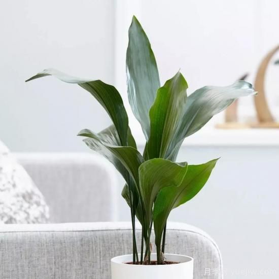 十大吸甲醛植物，你家養(yǎng)過哪幾種？(圖8)