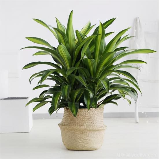 十大吸甲醛植物，你家養(yǎng)過哪幾種？(圖9)