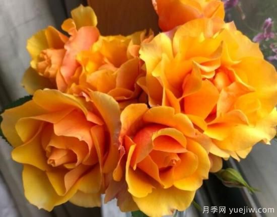推薦8款冷門月季品種，養(yǎng)的是，但是表現(xiàn)真好(圖1)