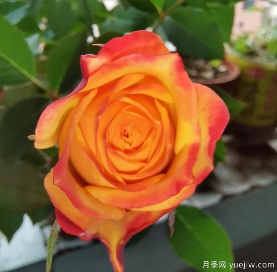 花卉屆的開花機(jī)器，容易養(yǎng)護(hù)易打理，月季簡(jiǎn)簡(jiǎn)單單開爆盆(圖3)