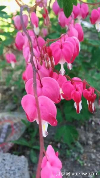 花卉屆的開花機(jī)器，容易養(yǎng)護(hù)易打理，月季簡(jiǎn)簡(jiǎn)單單開爆盆(圖4)