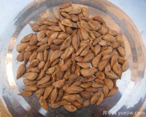雪松種子怎么種植？養(yǎng)護要點有哪些(圖1)