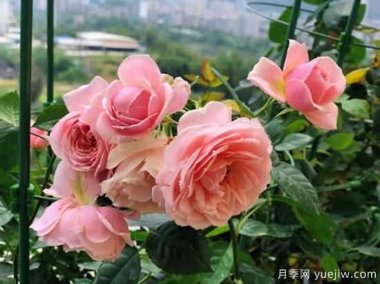 推薦8款冷門月季品種，養(yǎng)的是，但是表現(xiàn)真好(圖5)