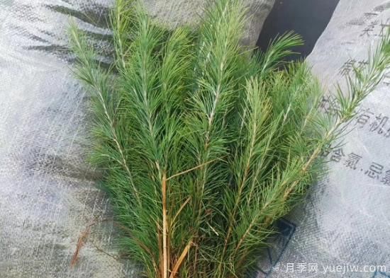 暴雨過后對(duì)雪松的保護(hù)措施有哪些？(圖1)
