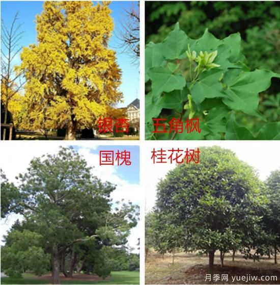 園林綠化中，樹木規(guī)劃遵守五大原則保持常綠常新(圖1)