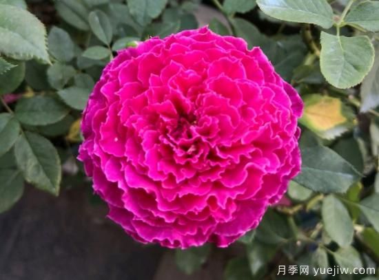 推薦8款冷門月季品種，養(yǎng)的是，但是表現(xiàn)真好(圖6)