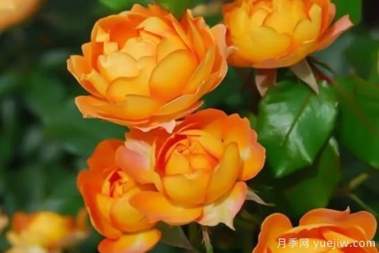 推薦8個勤花月季品種，輕松爆盆，***值得擁有(圖2)