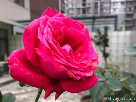 推薦8款冷門月季品種，養(yǎng)的是，但是表現(xiàn)真好(圖7)