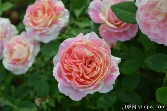 推薦8個勤花月季品種，輕松爆盆，***值得擁有(圖3)