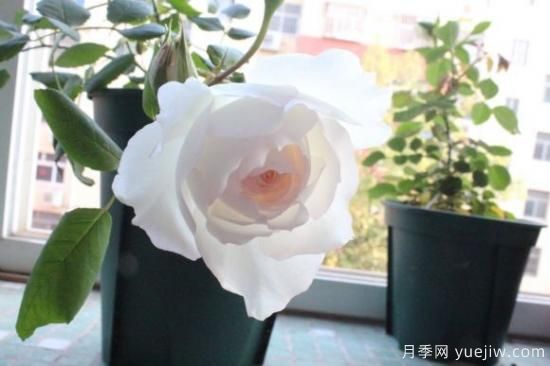 推薦8款冷門月季品種，養(yǎng)的是，但是表現(xiàn)真好(圖8)