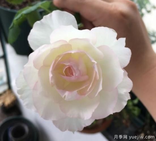 推薦8個勤花月季品種，輕松爆盆，***值得擁有(圖4)