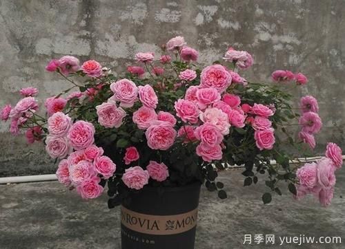 推薦6種濃香型月季，讓你愛不釋手(圖3)